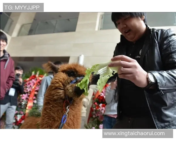 深入分析IG战队在DOTA2赛场中的运营策略与发展动态实时数据